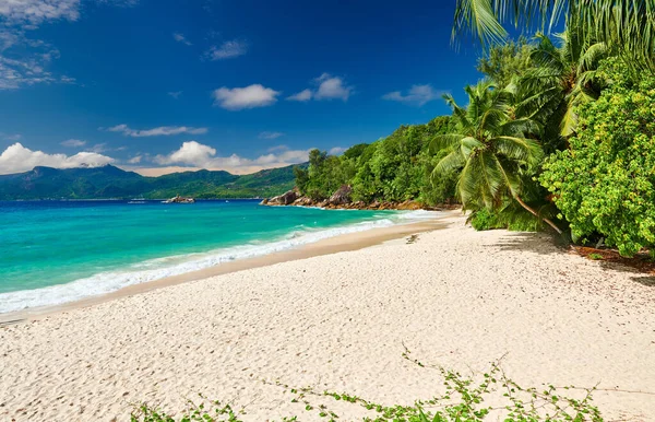 Praia Bonita Anse Soleil Com Palmeira Seychelles Mahe — Fotografia de Stock