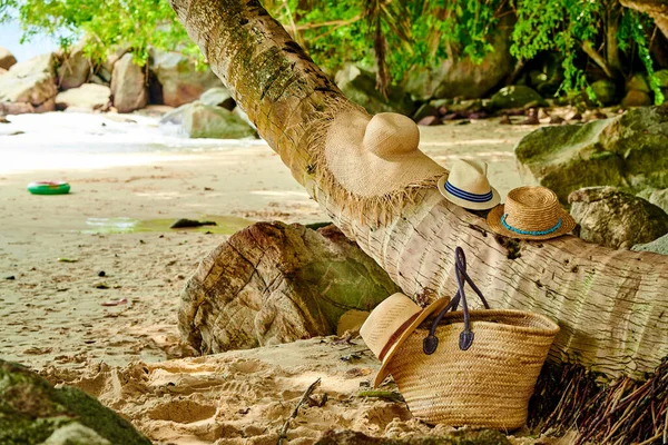 Beach Bag Hats Palm Tree Mahe Seychelles — Stock Photo, Image