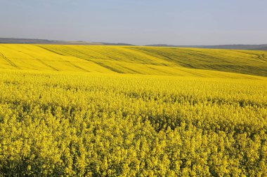 İçinde belgili tanımlık fotoğraf tecavüz alan. Ukrayna