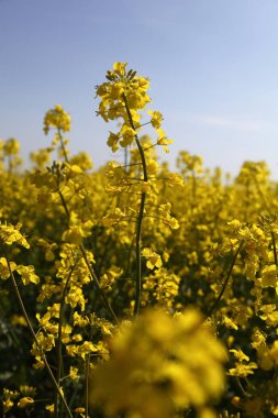 İçinde belgili tanımlık fotoğraf tecavüz alan. Ukrayna