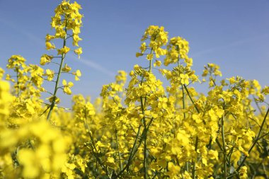 İçinde belgili tanımlık fotoğraf tecavüz alan. Ukrayna
