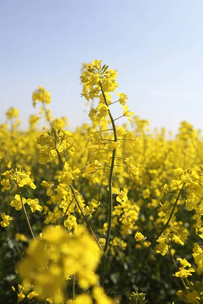 Photo Rape Field Ukraine — Stock Photo, Image