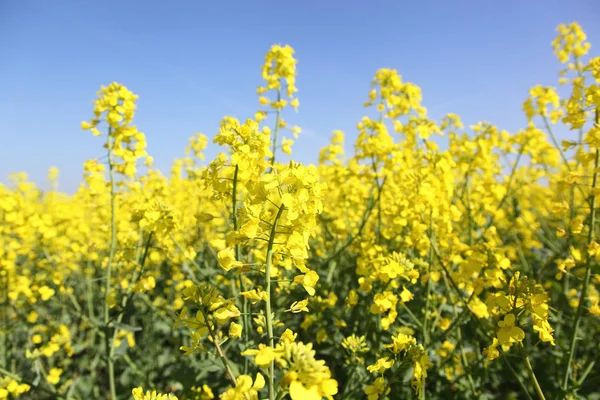 İçinde belgili tanımlık fotoğraf tecavüz alan. Ukrayna