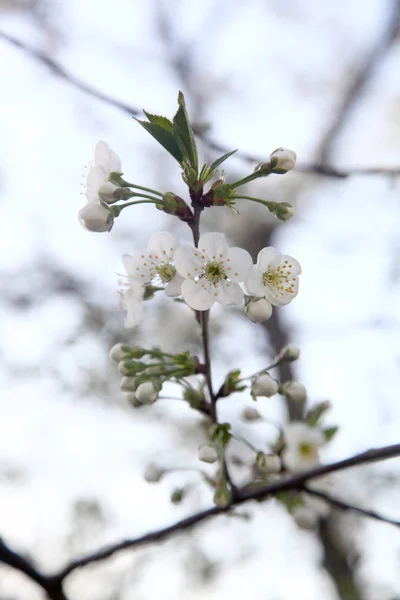 Cerejas em flor — Fotografia de Stock