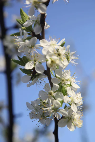 Cereza en flor — Foto de Stock