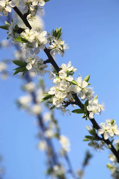 Blooming cherry — Stock Photo, Image