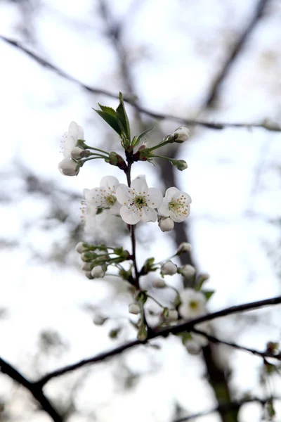 Cerejas em flor — Fotografia de Stock