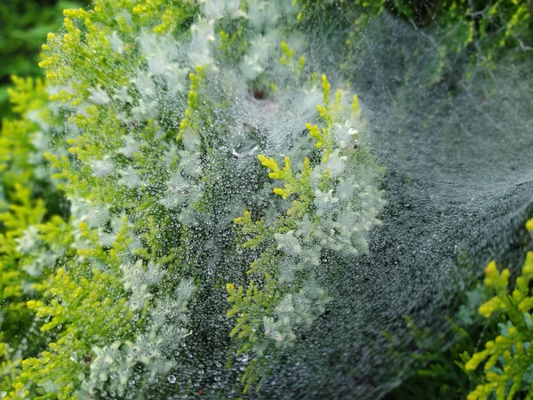 Gouttelettes sur toile d'araignée — Photo