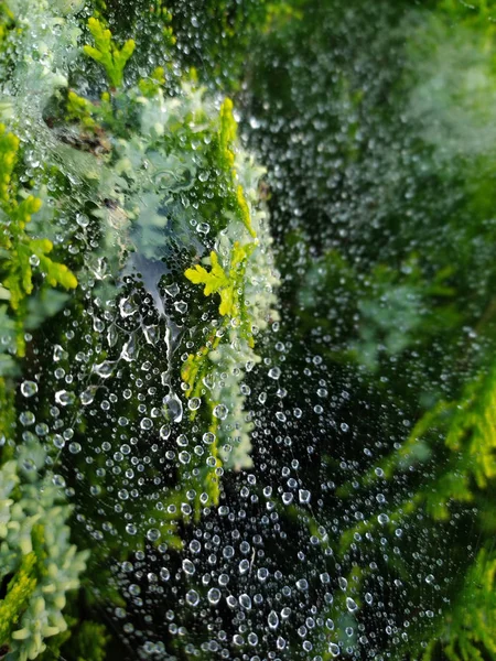 Droplets on spider web — Stock Photo, Image