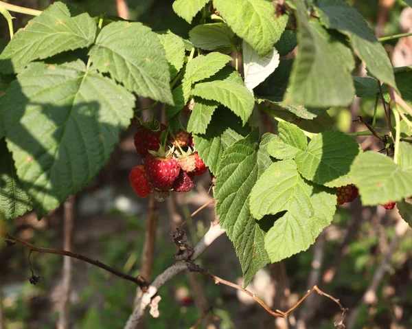 Raspberry bush — Stockfoto