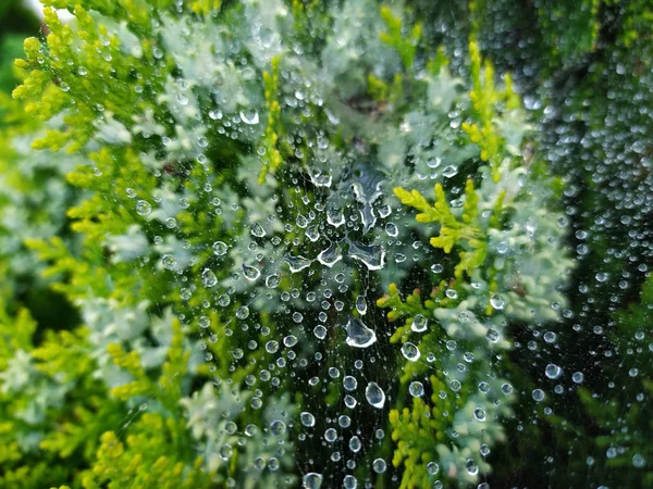 Droplets on spider web — Stock Photo, Image