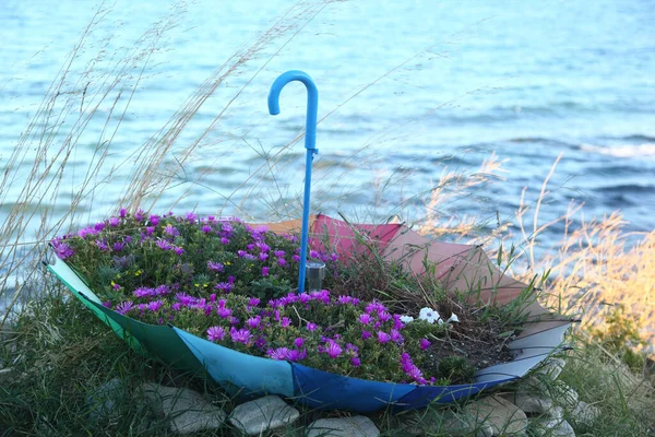 Flowers Flowerpot Umbrella Sunny Shore Black Sea Bulgaria — Stock Photo, Image