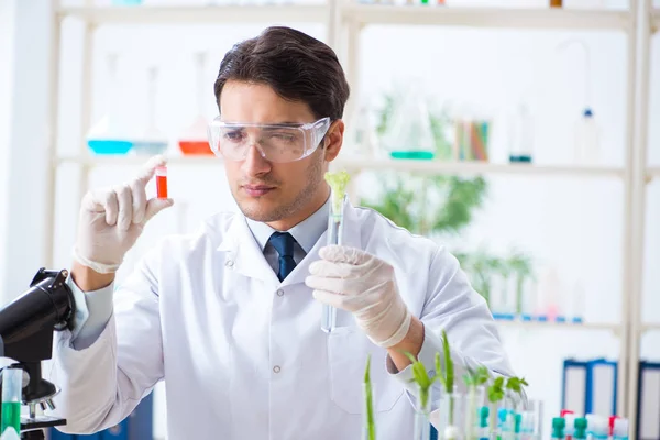 Mannelijke biochemicus werkzaam in het lab op planten — Stockfoto