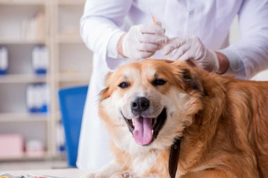 Veteriner kliniğinde Golden Retriever köpeğini muayene eden doktor.