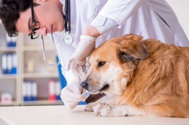 Veteriner kliniğinde Golden Retriever köpeğini muayene eden doktor.
