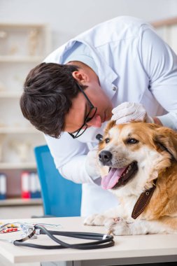 Veteriner kliniğinde Golden Retriever köpeğini muayene eden doktor.