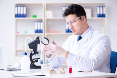 Paleontolojist soyu tükenmiş hayvan kemiklerine bakıyor