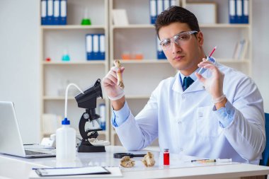 Paleontolojist soyu tükenmiş hayvan kemiklerine bakıyor