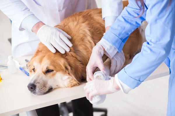 Médico e assistente verificando o cão golden retriever no veterinário cli — Fotografia de Stock