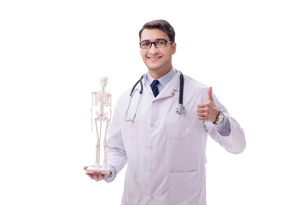 Yong male doctor with skeleton isolated on white — Stock Photo, Image