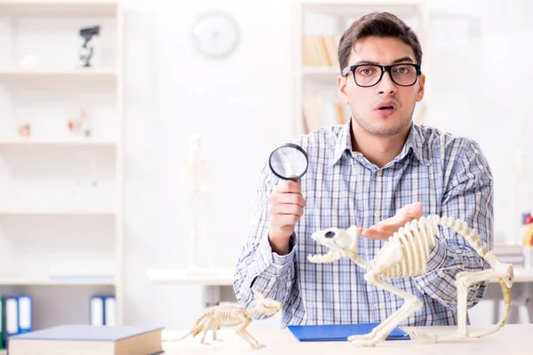 Estudiante médico estudiando esqueleto animal — Foto de Stock