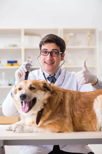 Arzt untersucht Golden Retriever-Hund in Tierklinik — Stockfoto