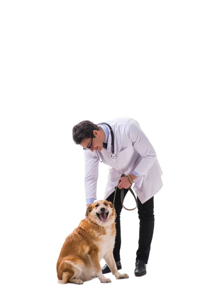 Tierarzt untersucht Golden-Retriever-Hund isoliert auf Weiß — Stockfoto