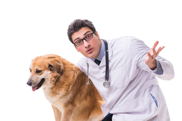 Veterinario medico esaminando cane golden retriever isolato su bianco — Foto Stock