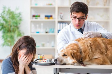 Doktor ve asistan veterinerdeki golden retriever köpeğini kontrol ediyor.
