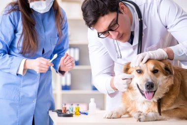 Doktor ve asistan veterinerdeki golden retriever köpeğini kontrol ediyor.