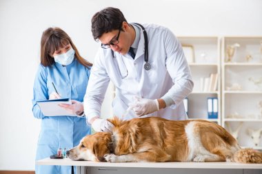 Doktor ve asistan veterinerdeki golden retriever köpeğini kontrol ediyor.