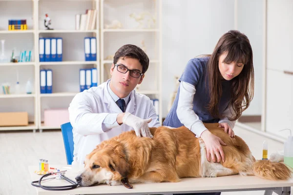 Médico e assistente verificando o cão golden retriever no veterinário cli — Fotografia de Stock