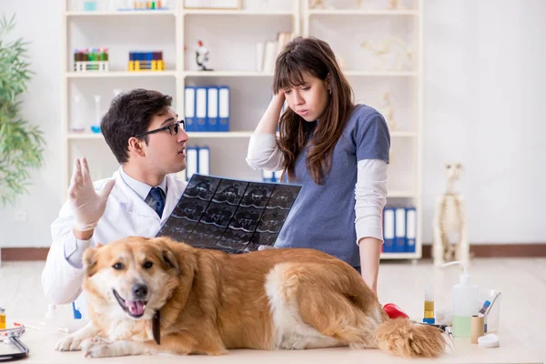 Läkare och assistent kollar upp golden retriever hund i veterinär cli — Stockfoto