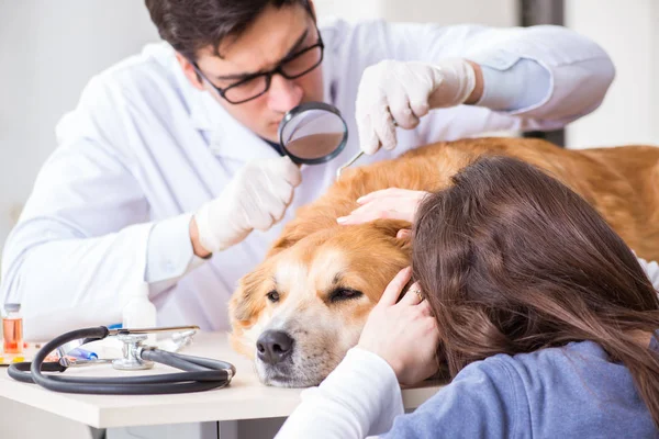 Dokter en assistent controleren gouden retriever hond in de dierenarts cli — Stockfoto