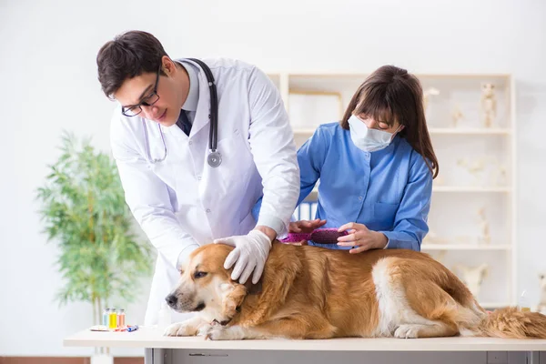 Doktor ve asistan veterinerdeki golden retriever köpeğini kontrol ediyor.
