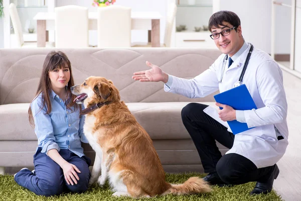 自宅で黄金の取得犬を訪問するvet医師 — ストック写真