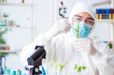 Bitkiler üzerinde çalışan erkek biyokimyacı.