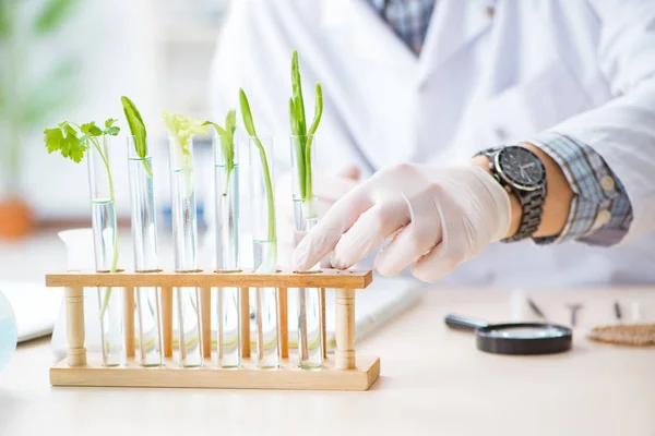 Mužský biochemik pracující v laboratoři na rostlinách — Stock fotografie