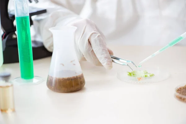 Bioquímico masculino trabalhando no laboratório em plantas — Fotografia de Stock