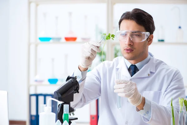 Αρσενικός βιοχημικός που εργάζεται στο εργαστήριο για τα φυτά — Φωτογραφία Αρχείου