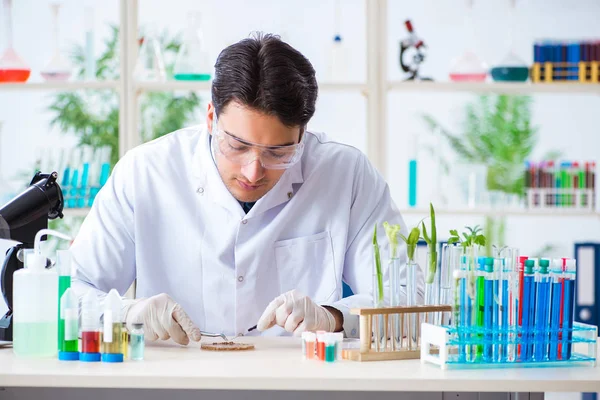 Férfi biokémikus dolgozik a laborban a növények — Stock Fotó