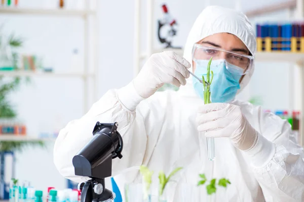 Männlicher Biochemiker arbeitet im Labor an Pflanzen — Stockfoto