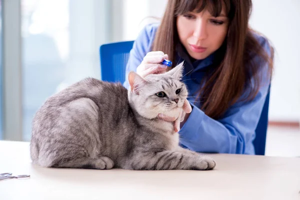 猫は獣医クリニックで検査中 — ストック写真