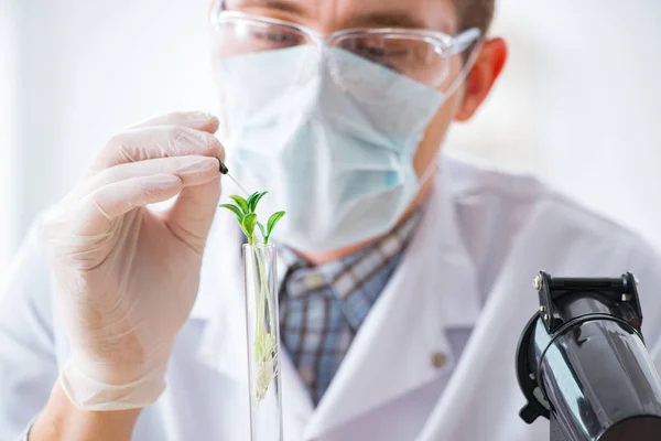 Männlicher Biochemiker arbeitet im Labor an Pflanzen — Stockfoto