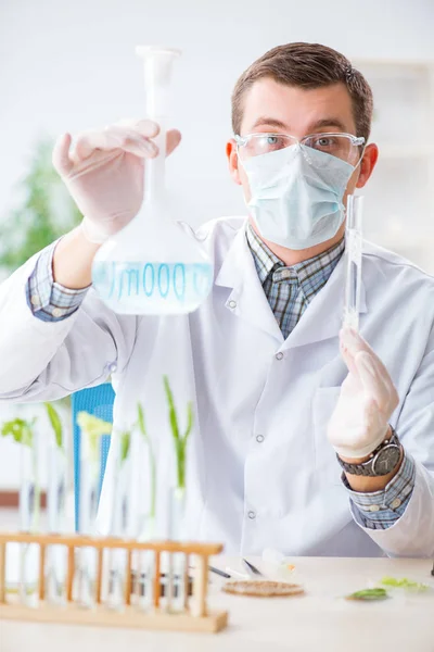 Mannelijke biochemicus werkzaam in het lab op planten — Stockfoto