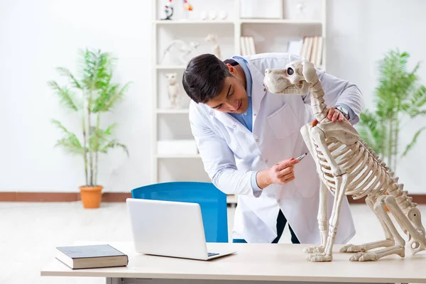 Doktor veteriner köpek iskeleti üzerinde çalışıyor. — Stok fotoğraf