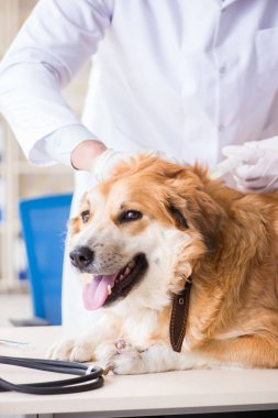 Veteriner kliniğinde Golden Retriever köpeğini muayene eden doktor.