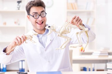 Komik çılgın öğrenci doktor hayvan iskeleti üzerinde çalışıyor.