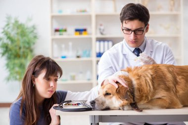Doktor ve asistan veterinerdeki golden retriever köpeğini kontrol ediyor.