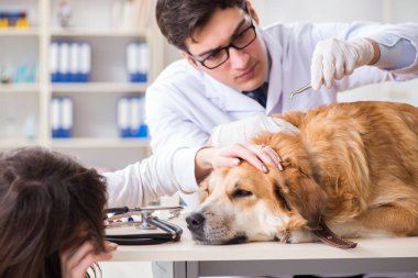 Doktor ve asistan veterinerdeki golden retriever köpeğini kontrol ediyor.